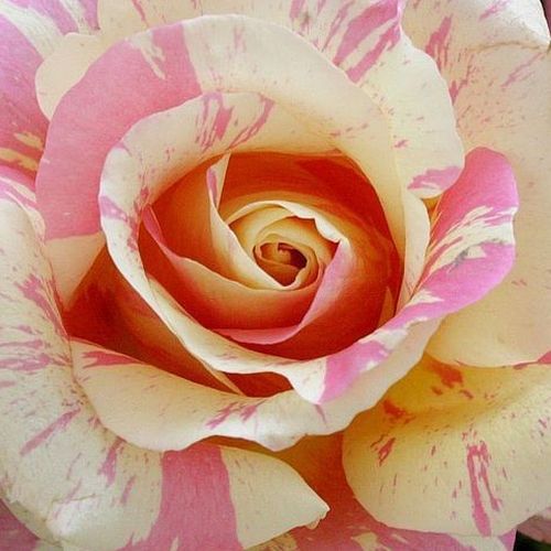 Rosa Claude Monet™ - trandafir cu parfum discret - Trandafir copac cu trunchi înalt - cu flori teahibrid - roșu - galben - Jack E. Christensen  - coroană dreaptă - ,-